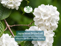 3 Japanese Snowball Viburnum Shrubs - Bare Root Starter Plants, Viburnum plicatum, White Flowers, Spring Bloom, Hardy Garden Shrubs