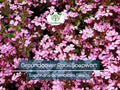 1000 Seeds Groundcover Rock Soapwort Saponaria ocymoides Pink Flowers Perennial Non-GMO Easy to Grow