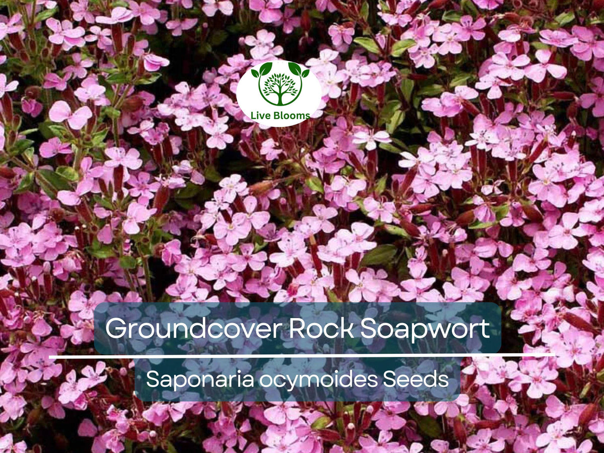 1000 Seeds Groundcover Rock Soapwort Saponaria ocymoides Pink Flowers Perennial Non-GMO Easy to Grow