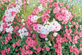Dwarf Rose Mallow Seeds | Hibiscus moscheutos | Perennial Pollinator Plant | Mixed Bloom Colors | Compact Hardy Hibiscus