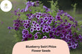 Blueberry Swirl Phlox Seeds | Phlox drummondii Annual Flower with Purple & White Bicolor Blooms | Garden Bed, Border, Container Planting