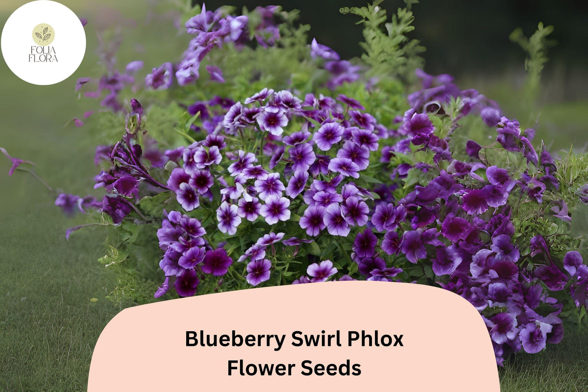 Blueberry Swirl Phlox Seeds | Phlox drummondii Annual Flower with Purple & White Bicolor Blooms | Garden Bed, Border, Container Planting