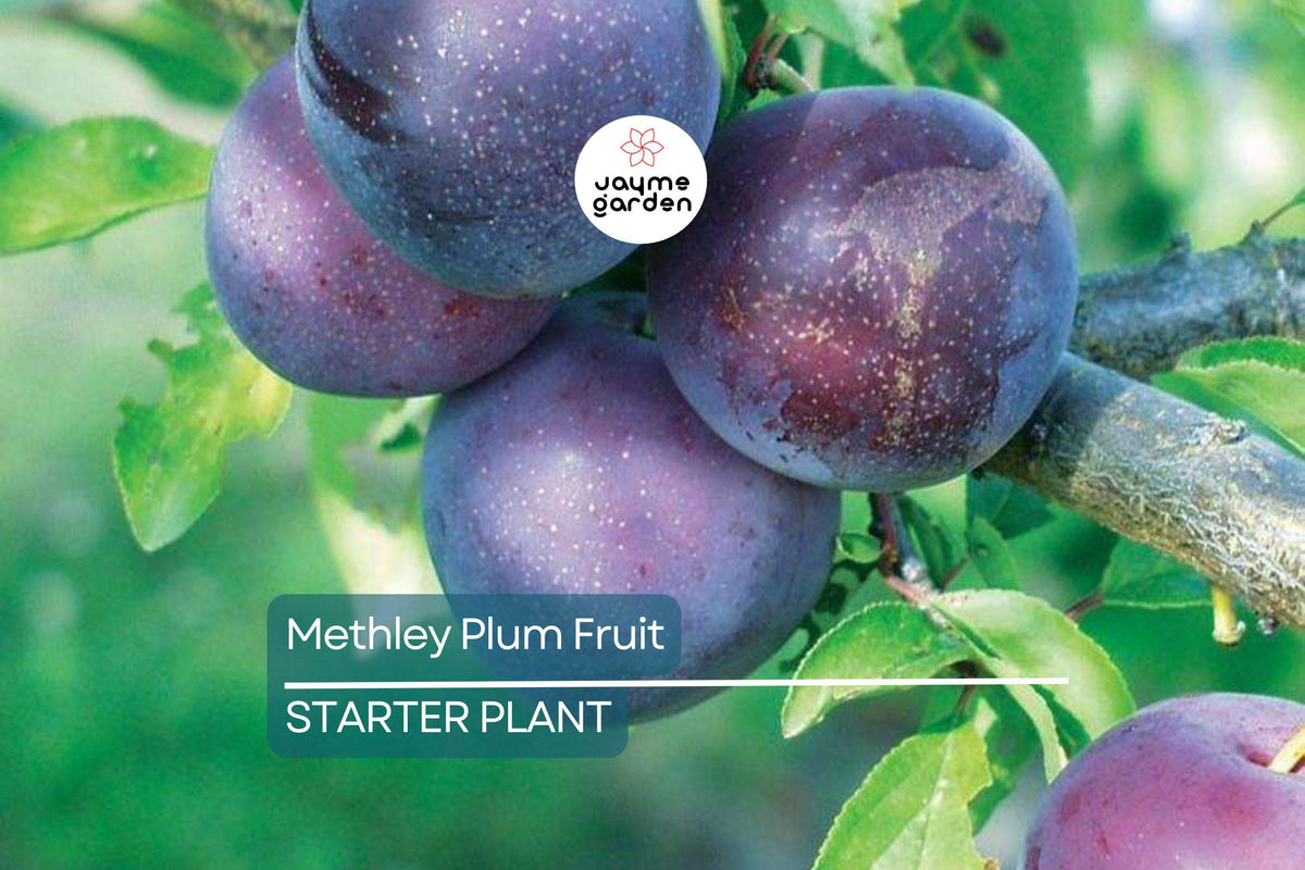 Methley Plum Tree Bare-Root Starter Plant | Self-Pollinating, Juicy Red Flesh Fruit, 3-4 ft | Prunus salicina