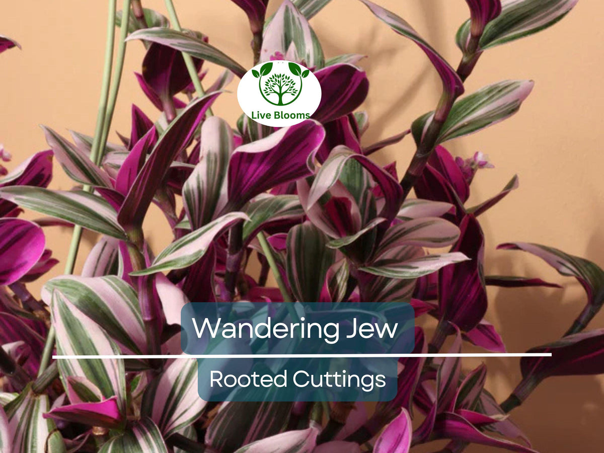 12 Fully Rooted Wandering Jew Cuttings - Tradescantia Zebrina Indoor Houseplant, Easy Care, Fast Growth, Vibrant Purple & Green Foliage
