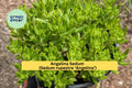 Angelina Sedum Live Plant | Ground Cover Succulent | Drought-Tolerant Sedum rupestre ‘Angelina’ | Hardy Perennial