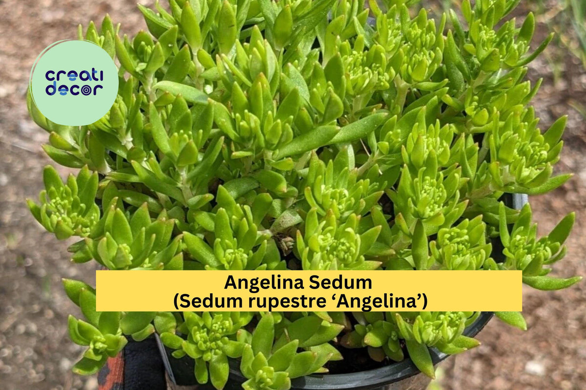 Angelina Sedum Live Plant | Ground Cover Succulent | Drought-Tolerant Sedum rupestre ‘Angelina’ | Hardy Perennial