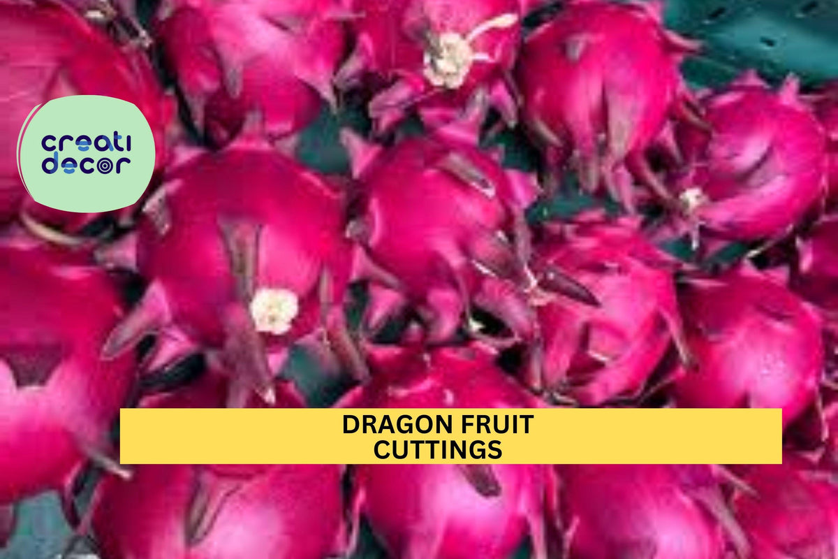 Dragon Fruit Cuttings – 8–14” Unrooted Hylocereus Vines for Pots & Gardens