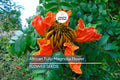 African Tulip Tree Seeds – Exotic Flowering Tree, Spathodea campanulata, Bright Orange-Red Flowers, Tropical Ornamental, Zone 10-12