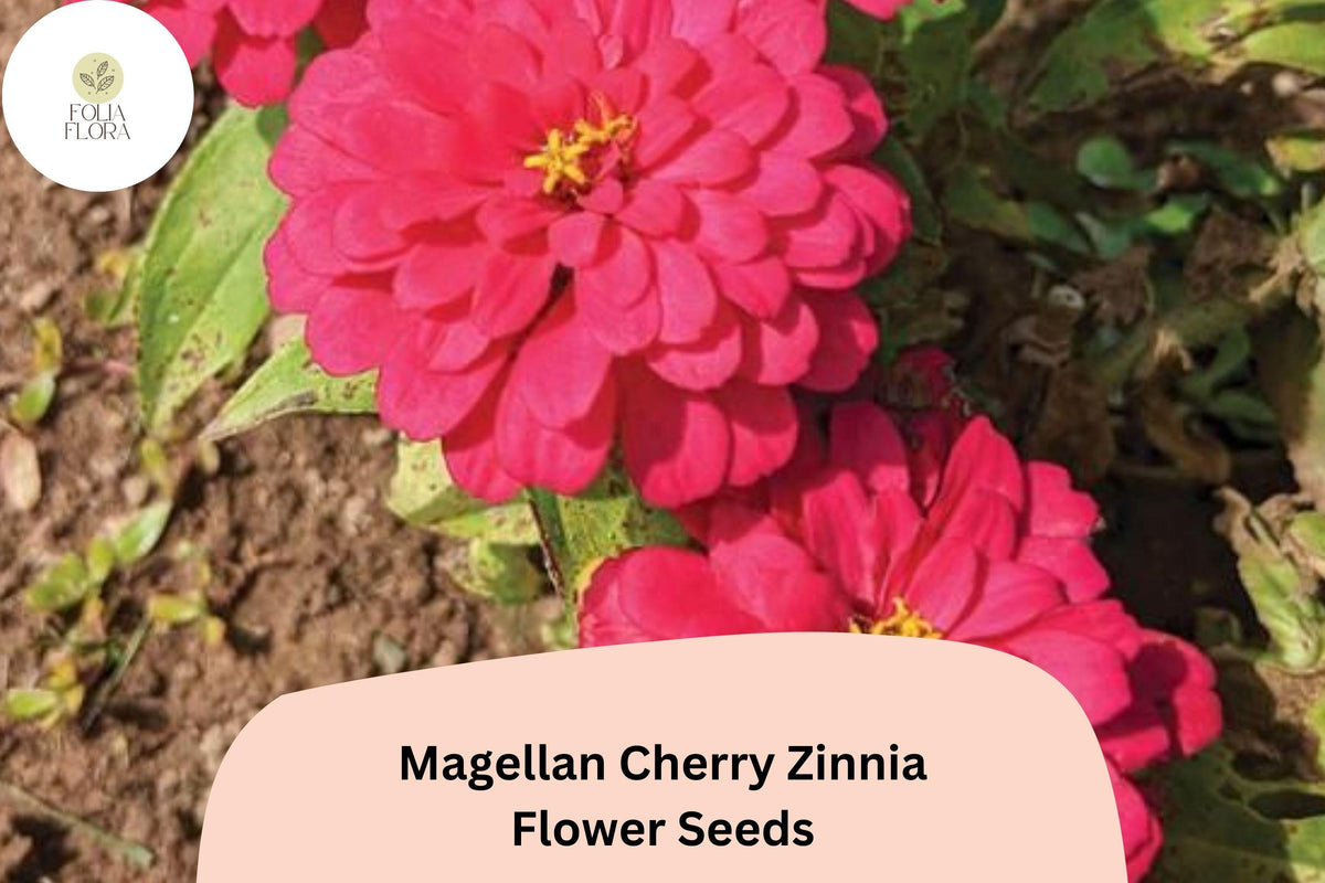 100+ Magellan Cherry Zinnia Seeds | Vibrant Pink Cherry Blooms | Compact Annual Flowers | Zinnia elegans