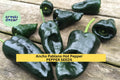 3pcs Ancho Poblano Pepper Seeds – Mild Chili for Roasting, Drying, Salsas – Capsicum annuum Vegetable Seeds for Garden Planting