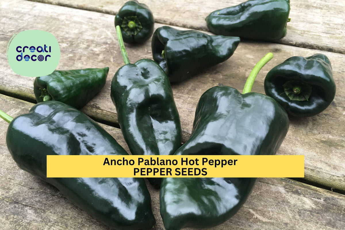 3pcs Ancho Poblano Pepper Seeds – Mild Chili for Roasting, Drying, Salsas – Capsicum annuum Vegetable Seeds for Garden Planting