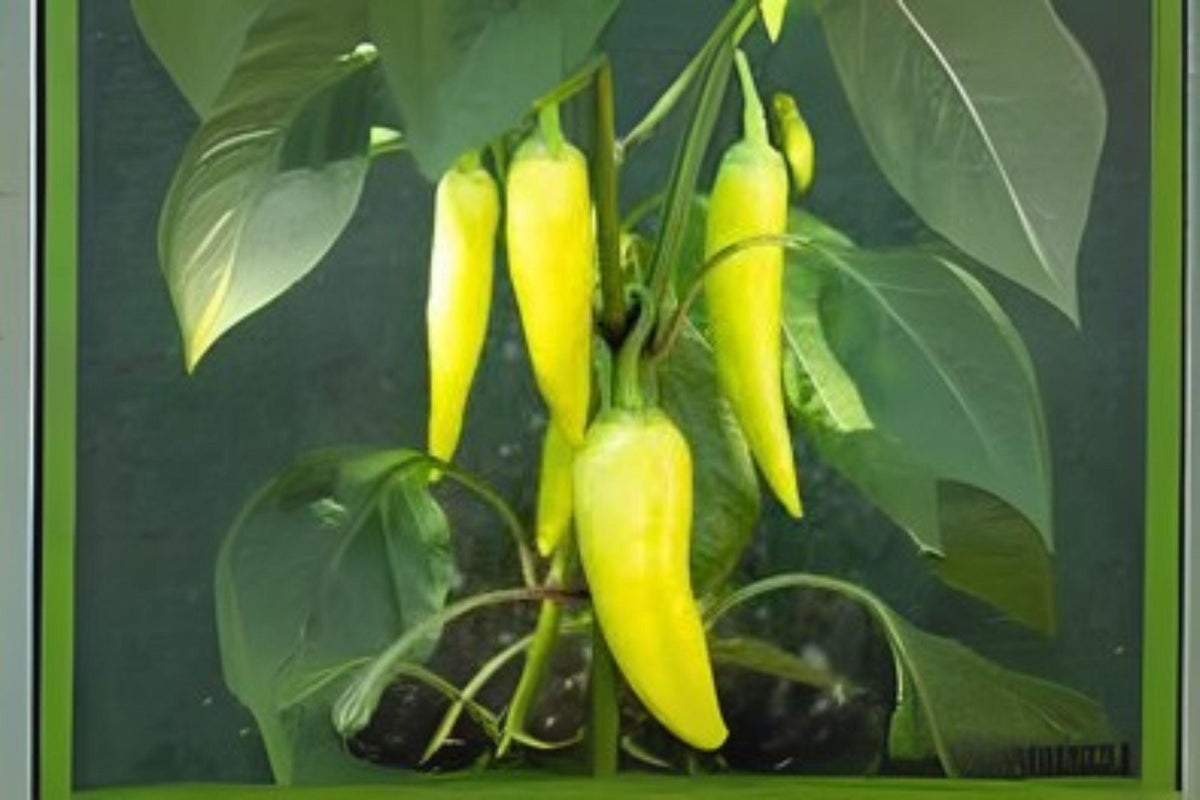Sweet Banana Pepper Seeds – Heirloom Capsicum Annuum for Garden & Containers, 30 Seeds