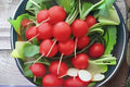 Cherry Belle Radish Seeds – Heirloom Salad Vegetable, 80 Premium Raphanus sativus Seeds for Crisp, Bright Red Roots