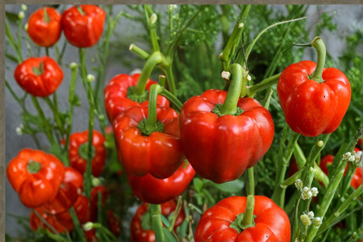 Sweet Pepper Seeds – Yolo Wonder Bell Improved, Heirloom Capsicum annuum, Large Blocky Fruits, Reliable, Disease Tolerant
