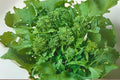 150 Broccoli Raab Seeds | Italian Heirloom Rapini Greens | Brassica rapa subsp. rapa Vegetable Seeds