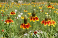 Mexican Hat Wildflower Seeds | Native Prairie Flower | Ratibida columnifera | Pollinator Attracting Perennial