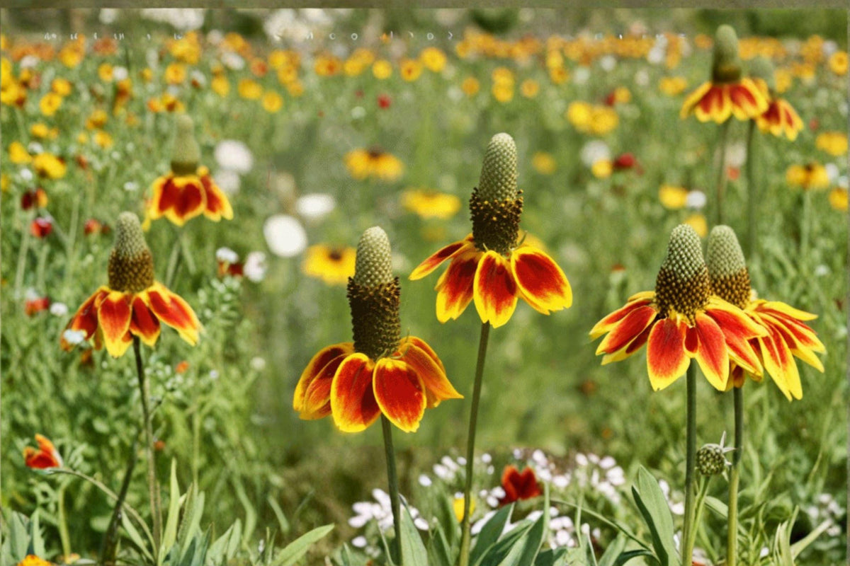 Mexican Hat Wildflower Seeds | Native Prairie Flower | Ratibida columnifera | Pollinator Attracting Perennial