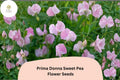 50+ Prima Donna Sweet Pea Seeds | Fragrant Rosy Pink Climbing Flowers for Garden Trellis | Lathyrus odoratus
