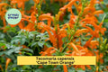 Tecomaria capensis ‘Cape Town Orange’ Rooted Starter Plant | Cape Honeysuckle with Vibrant Orange Blooms