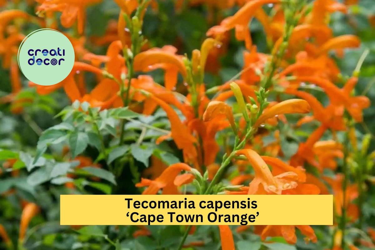 Tecomaria capensis ‘Cape Town Orange’ Rooted Starter Plant | Cape Honeysuckle with Vibrant Orange Blooms