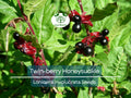 Twin-Berry Honeysuckle Seeds 50 Pack | Lonicera involucrata Red Flowers, Pollinator-Friendly, Hardy Vine & Shrub