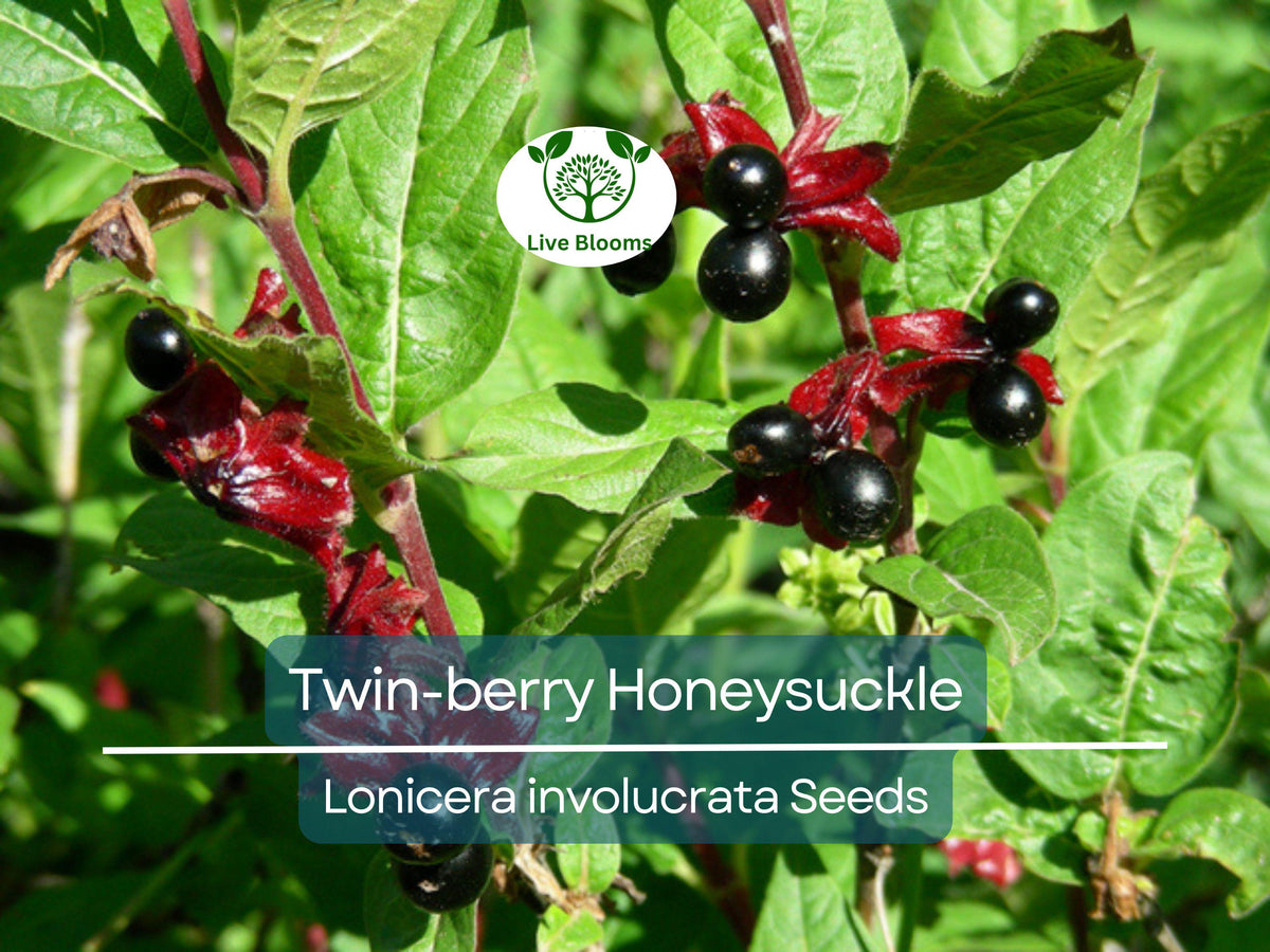 Twin-Berry Honeysuckle Seeds 50 Pack | Lonicera involucrata Red Flowers, Pollinator-Friendly, Hardy Vine & Shrub