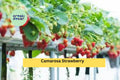 Camarosa June-Bearing Strawberry Plants Set of 10 | NON-GMO Fragaria × ananassa for Home Garden & Fruit Harvest