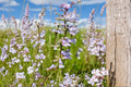 Slender Beardtongue Seeds – Penstemon gracilis Native Wildflower for Pollinator Gardens, Prairie & Meadow Planting, 100 Seeds