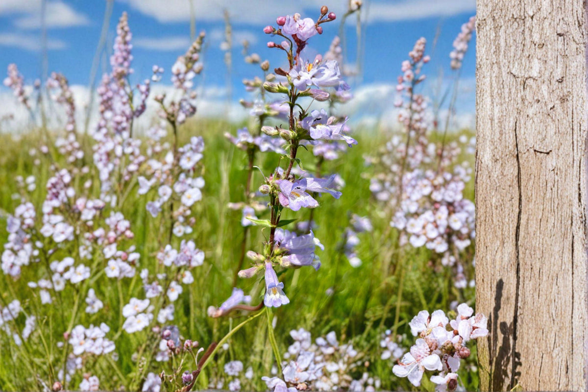 Slender Beardtongue Seeds – Penstemon gracilis Native Wildflower for Pollinator Gardens, Prairie & Meadow Planting, 100 Seeds