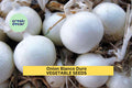 3pcs 250mg Onion Blanco Duro Seeds – White Onion Vegetable Seeds for Planting – Crisp, Firm Bulbs, Allium cepa, White Onion Seeds