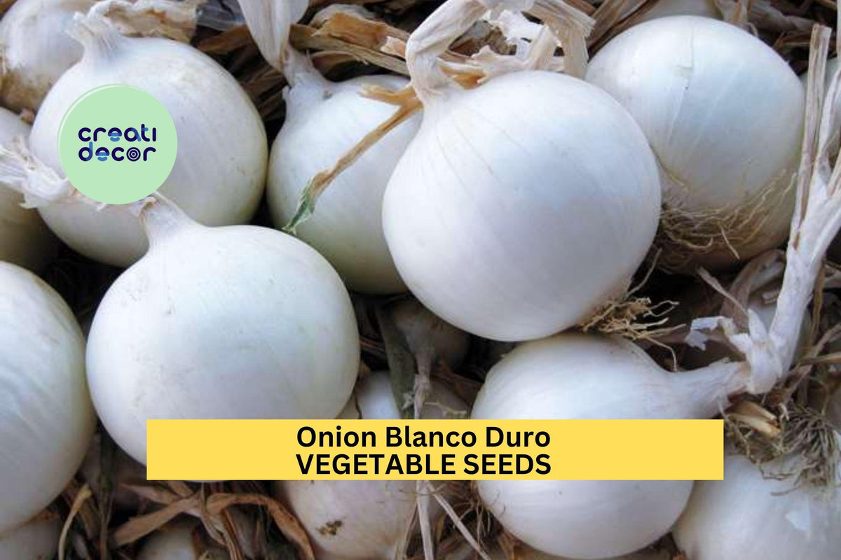 3pcs 250mg Onion Blanco Duro Seeds – White Onion Vegetable Seeds for Planting – Crisp, Firm Bulbs, Allium cepa, White Onion Seeds