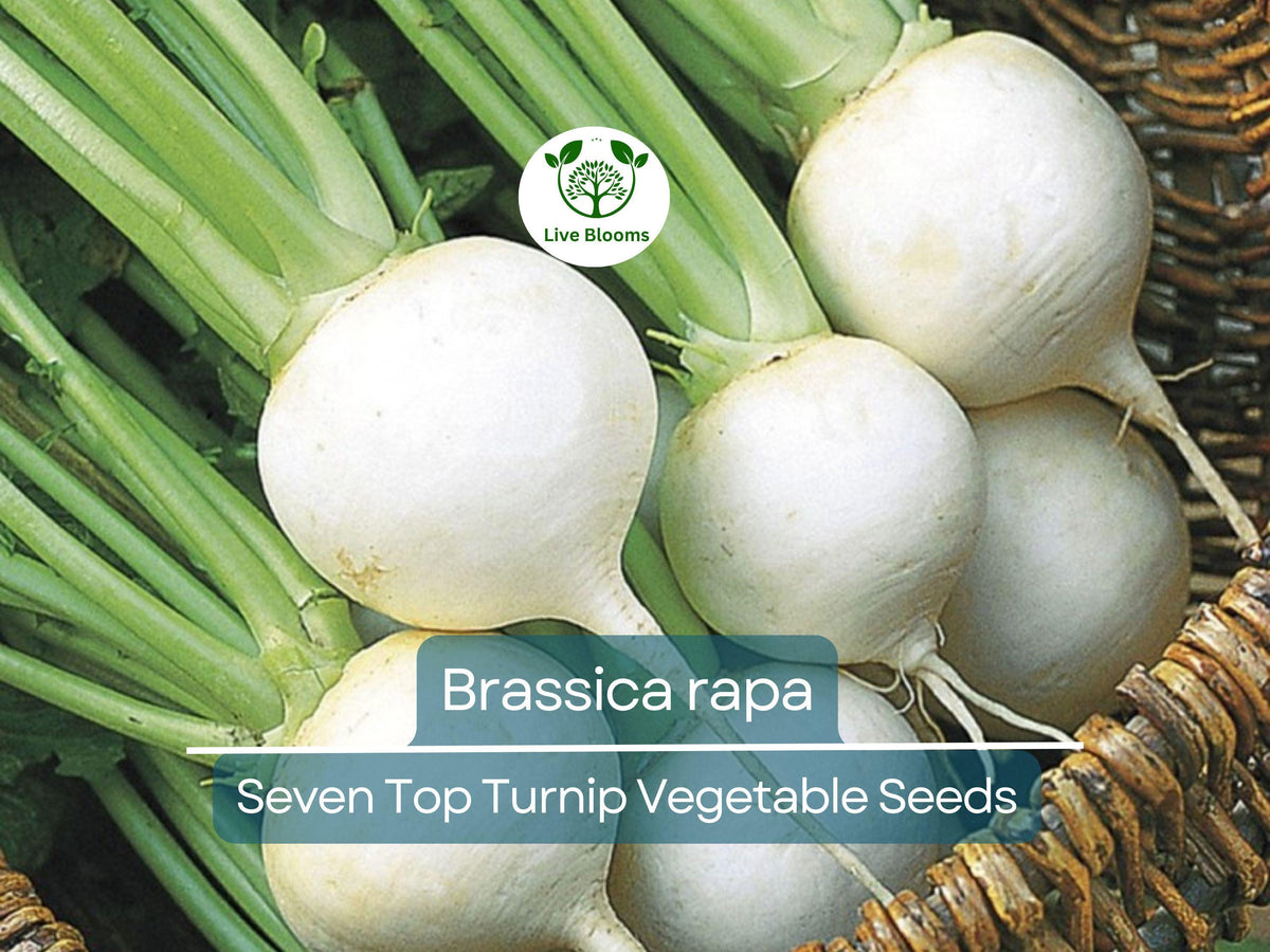 Turnip Seeds 1000mg Brassica rapa Seven Top Leafy Green Heirloom Gardening & Fresh Greens