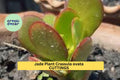 Jade Plant Cuttings 4 Pack | Crassula ovata Money Plant | 3–5 Inch Unrooted Succulents for Propagation & Gifts