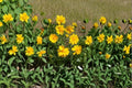 Coreopsis lanceolata Dwarf Seeds – Native Perennial, Bright Yellow Blooms, Pollinator-Friendly, Drought Tolerant, 50 Seeds