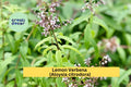 Lemon Verbena Live Starter Plant – Fragrant Herb with Citrus Aroma – Aloysia citrodora for Gardens & Pots