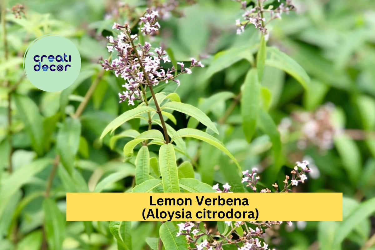 Lemon Verbena Live Starter Plant – Fragrant Herb with Citrus Aroma – Aloysia citrodora for Gardens & Pots