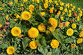 Teddy Bear Dwarf Sunflower Seeds | Fluffy Golden Blooms | Compact Annual Helianthus annuus for Pots & Gardens