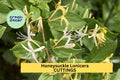 10 Japanese Honeysuckle Cuttings | Lonicera Japonica Vine Starters | Unrooted Fast-Growing Vine for Garden Trellis or Ground Cover