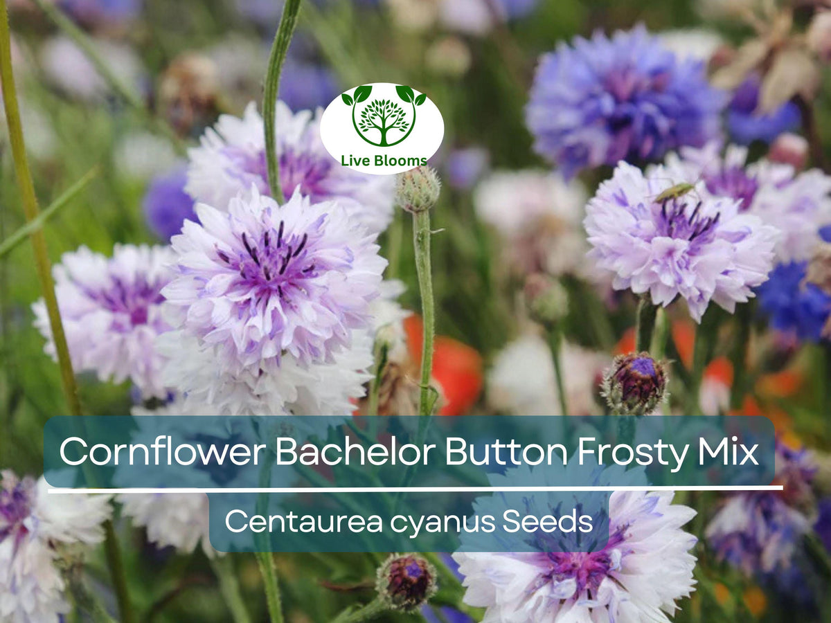 Cornflower Seeds Frosty Mix Heirloom Non-GMO Pollinator-Attracting Wildflower Garden Plant