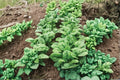 Spinach Seeds – Bloomsdale Long Standing Heirloom Savoyed Leaves, Slow to Bolt, 100 Seeds, Spinacia oleracea