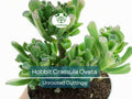 Unrooted Succulent Cuttings – Hobbit Friendship Tree (Crassula ovata) Lucky Plant, Money Tree, Prosperity Plant Starter