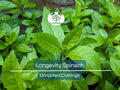 Longevity Spinach Cuttings – 5 Unrooted 4-Inch Gynura Procumbens Edible Tropical Superfood for Propagation