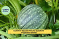 3pcs Round Zucchini Seeds – Compact Globe-Shaped Summer Squash for Grilling, Roasting, Stuffing | Cucurbita pepo