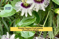 Purple Passion Fruit Plants Set of 2 | Passiflora edulis Live Vines with Fragrant Flowers