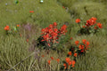 Castilleja Integra Orange Paintbrush Seeds – 300 Native Southwestern Wildflower Seeds for Xeriscape & Native Gardens