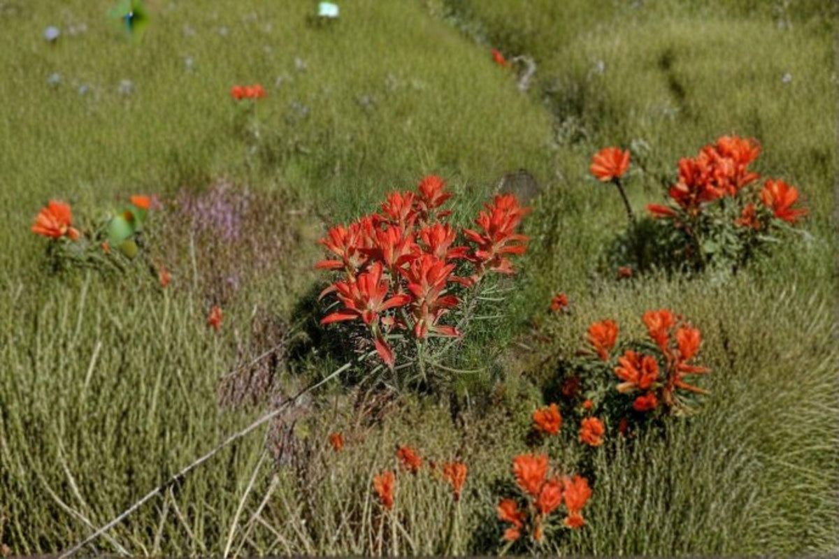 Castilleja Integra Orange Paintbrush Seeds – 300 Native Southwestern Wildflower Seeds for Xeriscape & Native Gardens