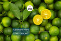Live Calamansi Plant Tree | 8-12 Inch Citrus Seedling | Tropical Fruit, Indoor & Outdoor Citrus | Citrus Microcarpa