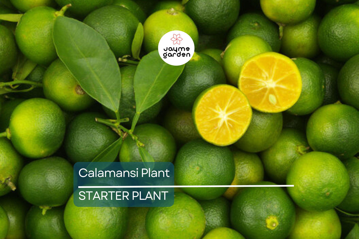 Live Calamansi Plant Tree | 8-12 Inch Citrus Seedling | Tropical Fruit, Indoor & Outdoor Citrus | Citrus Microcarpa