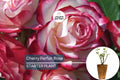 Cherry Parfait Rose – 1.5 Gal Own-Root Grandiflora Rose with Fragrant Red & White Bicolor Blooms, Heavy Reblooming, Zones 5-10
