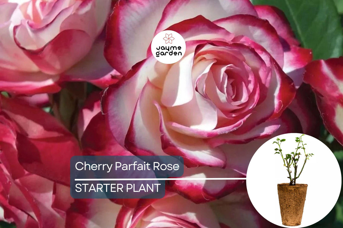 Cherry Parfait Rose – 1.5 Gal Own-Root Grandiflora Rose with Fragrant Red & White Bicolor Blooms, Heavy Reblooming, Zones 5-10